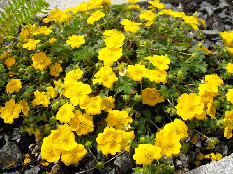 Potentilla aurea photo